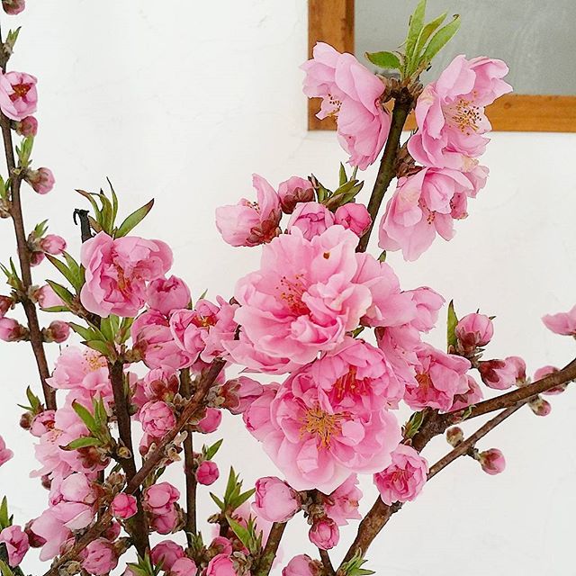 赤い花の花言葉といえば 素敵な意味が込められた植物を春夏秋冬別にご紹介 モデルプレス