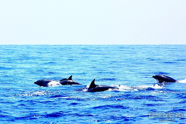 野生のハナゴンドウクジラの群れ