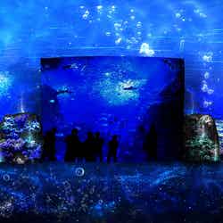 そして、あなたは魚になる［相模湾ゾーン／相模湾大水槽］／画像提供：新江ノ島水族館