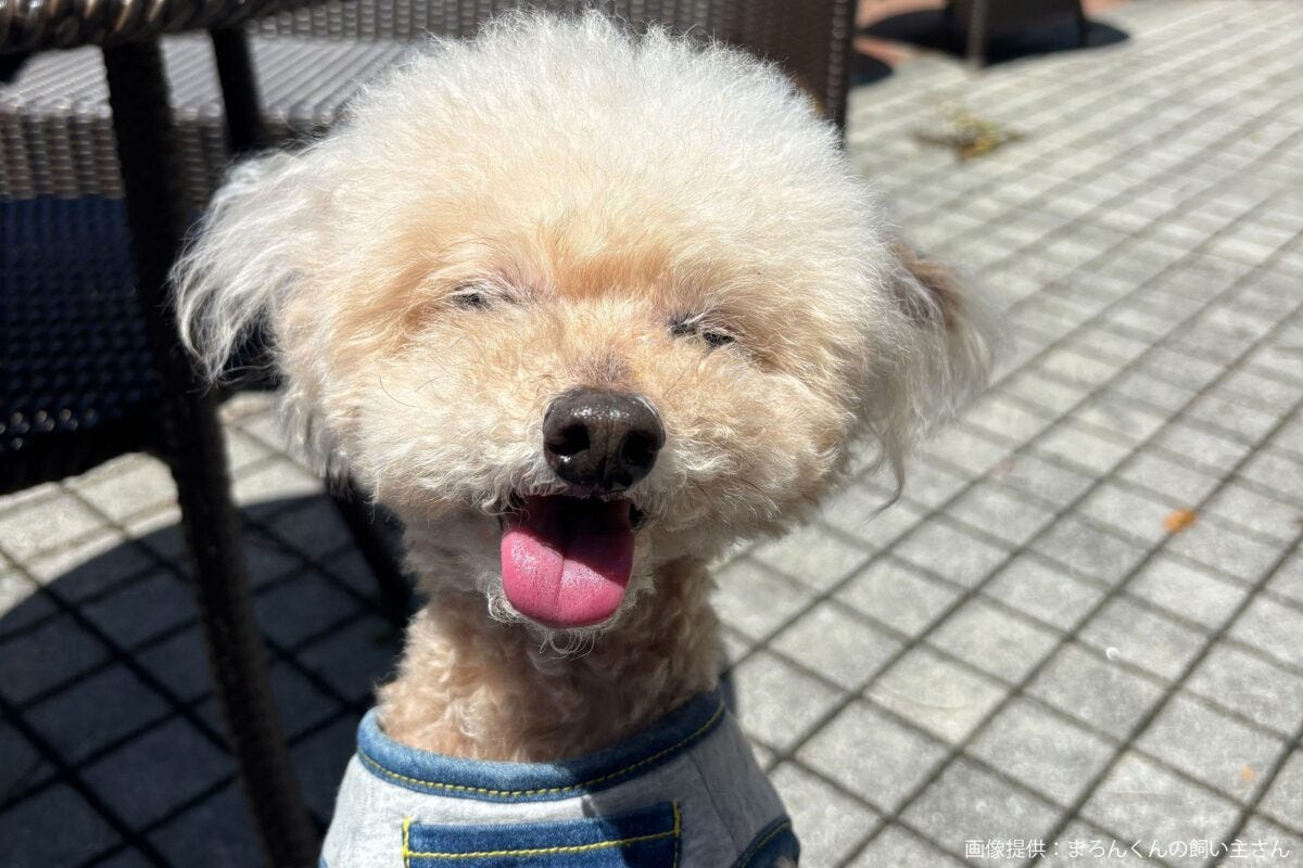 トイプードルのまろんくん