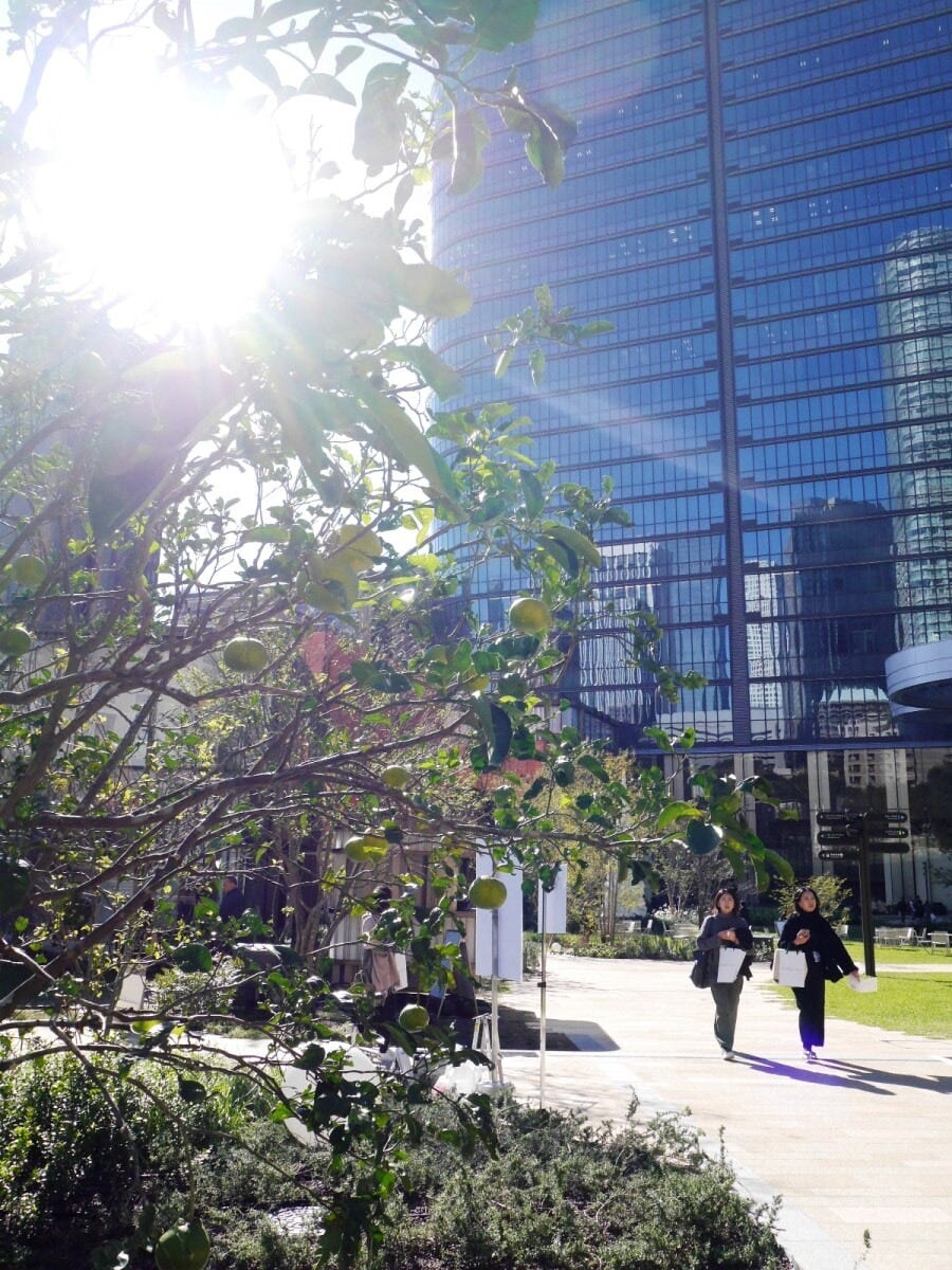 果実がたわわに実る果樹園