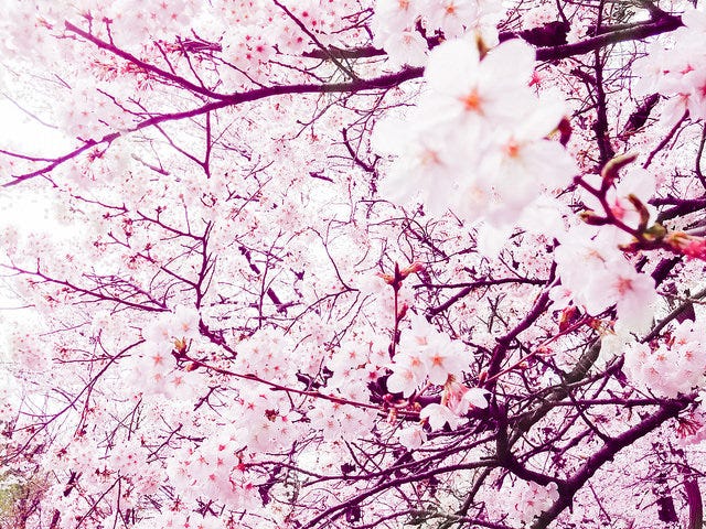 お花見で注目されちゃう!「代々木公園」周辺でテイクアウトしたい絶品グルメ6選