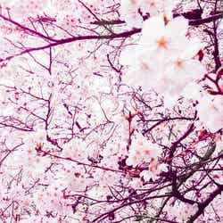 Hanami at Yoyogi Park 2013 by Dick Thomas Johnson