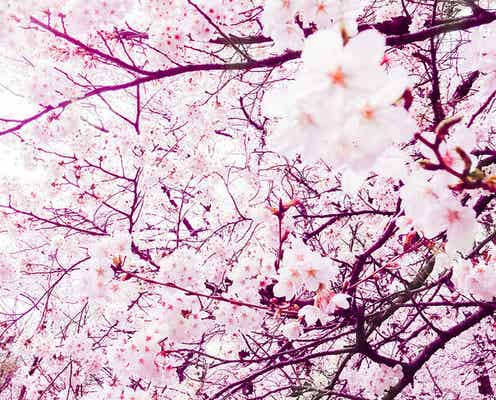 お花見で注目されちゃう!「代々木公園」周辺でテイクアウトしたい絶品グルメ6選