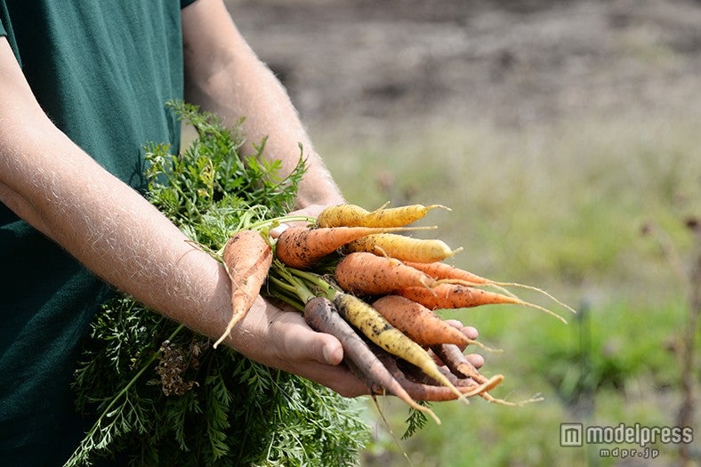 採れたてのにんじんは色とりどり