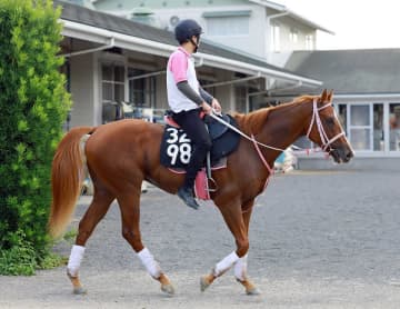 ショウナンバンライは若葉Sへ ヒシアイラは葵Sへ向かう