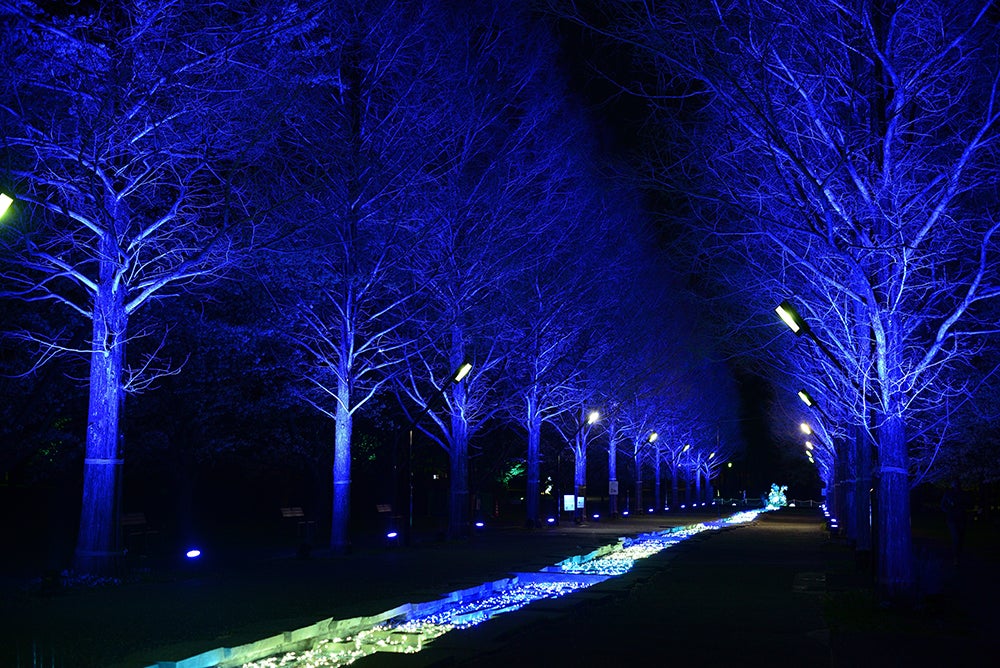 花と光のムーブメント／提供画像