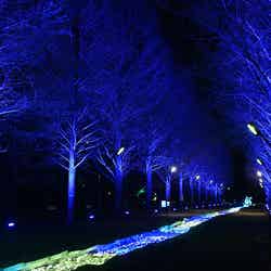 花と光のムーブメント/提供画像