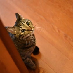 台風前日に外から聞こえる子猫の声…!その時、夫婦がとった行動とは?