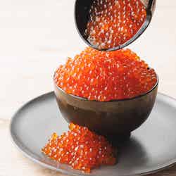 魚ジャパンフェス(提供画像)