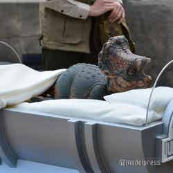 (C)モデルプレス