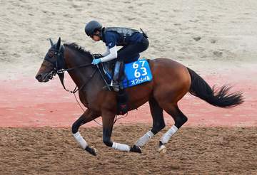 【マイラーズC】オフトレイル 得意の京都で巻き返す 吉村師「香港のプランもあったけど、ここへ。国内で結果を出したい」
