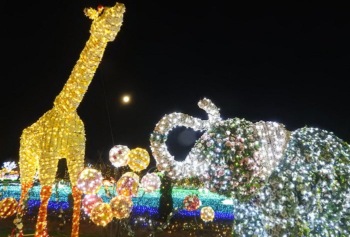 ウインターイルミネーション／画像提供：東武動物公園