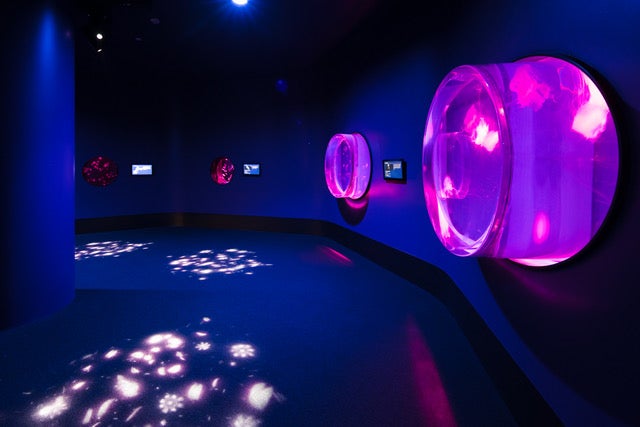 クラゲ大水槽[クラゲ365] （提供画像）