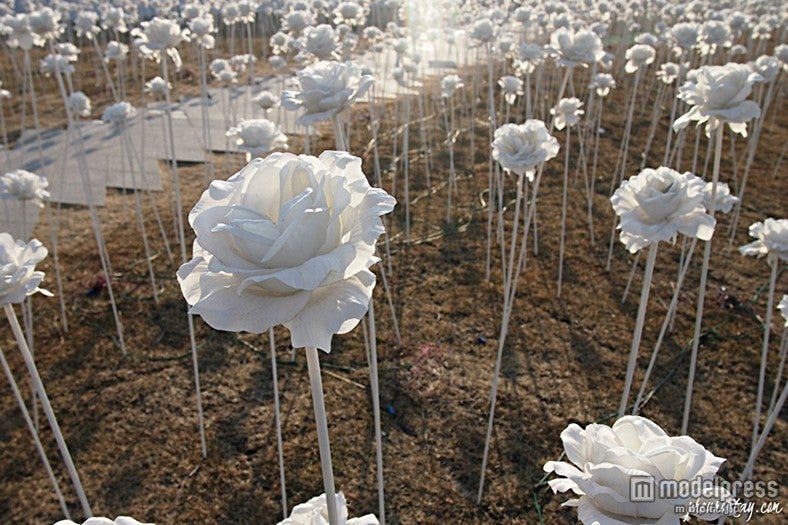 日中は純白のバラの花畑を楽しめる／画像提供：韓国観光公社
