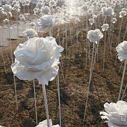 日中は純白のバラの花畑を楽しめる／画像提供：韓国観光公社