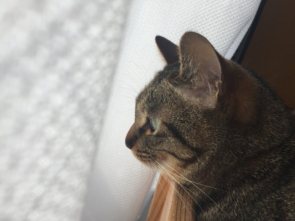 キャットコテージ／画像提供：プリンスホテル