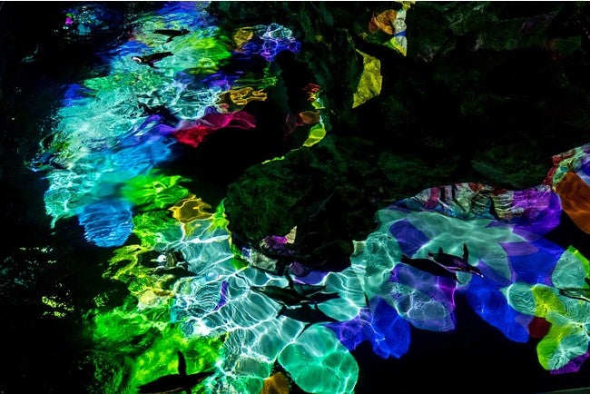 プロジェクションマッピングの中を ペンギンたちが泳ぐようす／画像提供：すみだ水族館
