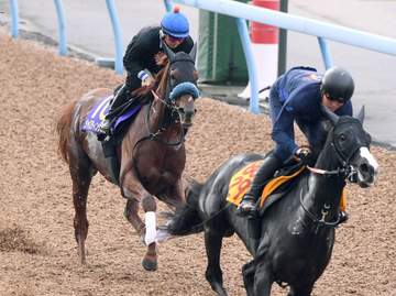 【菊花賞】ジャスティンシカゴ仕上がり万全 原を背に馬なりのまま楽に加速 宮田師「意図した追い切りを予定通りこなせた」