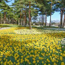 国営ひたち海浜公園/提供画像