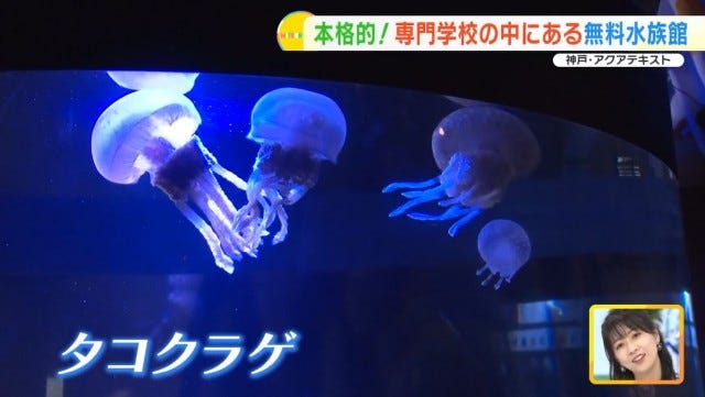 【兵庫】大人も子どもも無料で楽しめる！学校内にある「穴場の水族館」