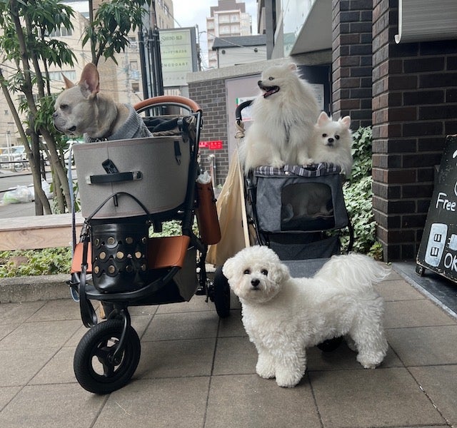 わんちゃんも大喜び♡ 大阪・滋賀でみつけた「愛犬同伴OKのおしゃれなお店」3選