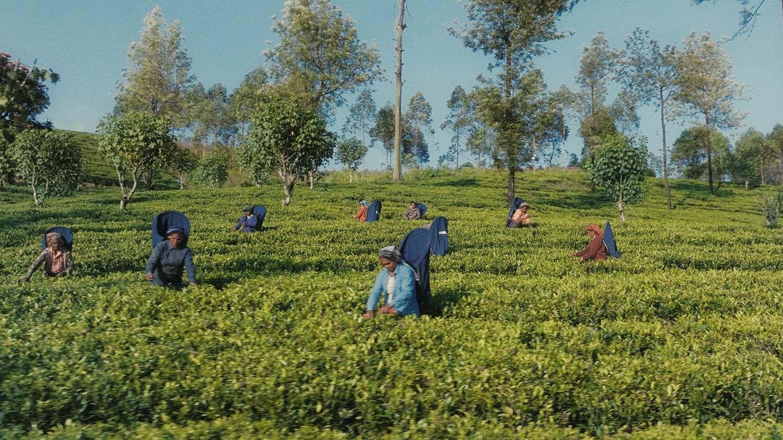 新CM「紅茶鉄道に乗って」篇より（提供写真）