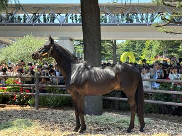 2010年ダービー馬エイシンフラッシュが府中に凱旋！ ずっと“左回り”でファンサービス 限定タオルは即完売