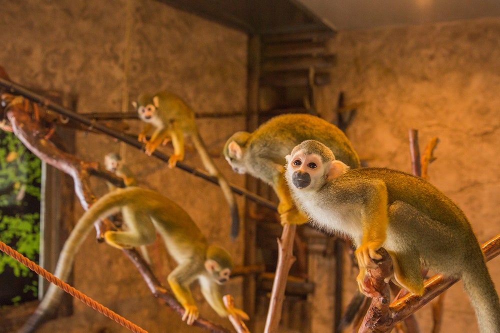 好奇心旺盛のリスザルたち／画像提供：アニマルズ