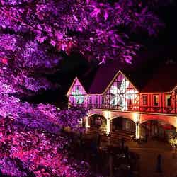 光と音のパフォーマンス/画像提供:神戸布引ハーブ園