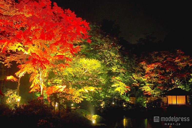 日光の世界遺産で紅葉ライトアップ 境内が真っ赤に色づく