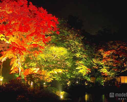 日光の世界遺産で紅葉ライトアップ 境内が真っ赤に色づく