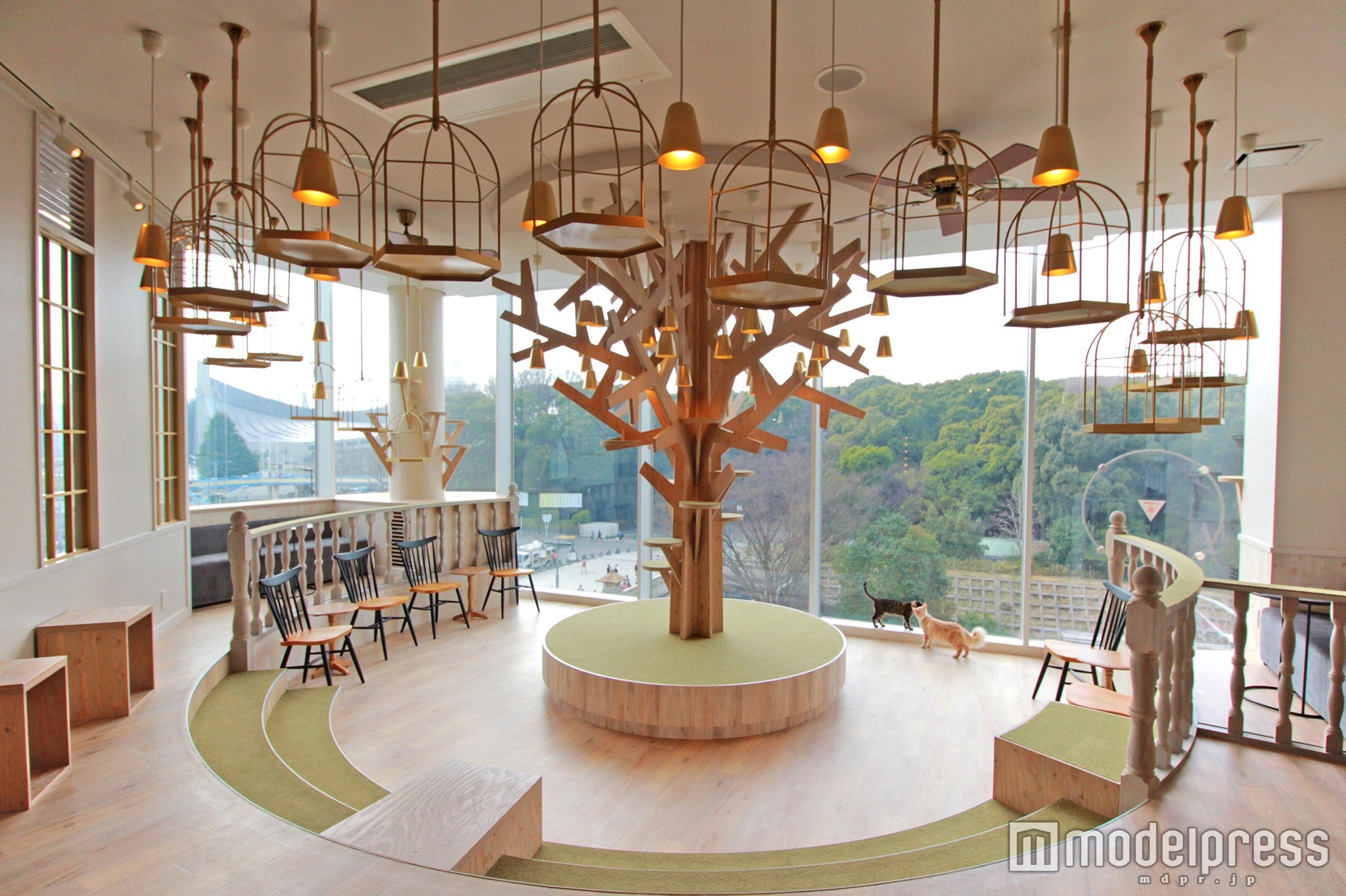 猫カフェMoCHA原宿店店内／画像提供：モカ