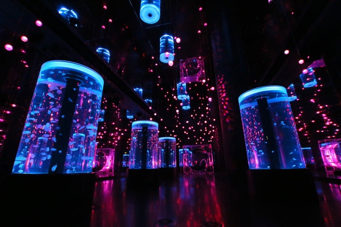 「Jellyfish Ramble」※イメージ／画像提供：横浜八景島