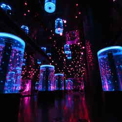 「Jellyfish Ramble」※イメージ/画像提供:横浜八景島