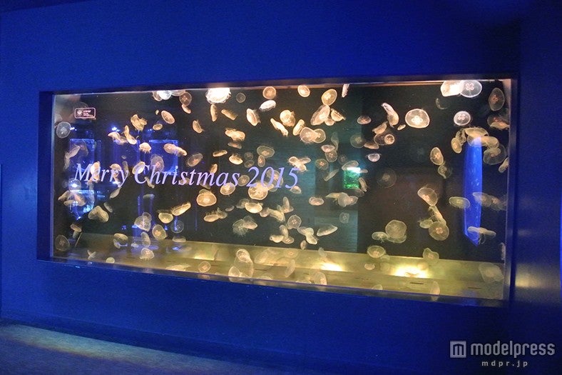 シャンパンゴールド／画像提供：すみだ水族館