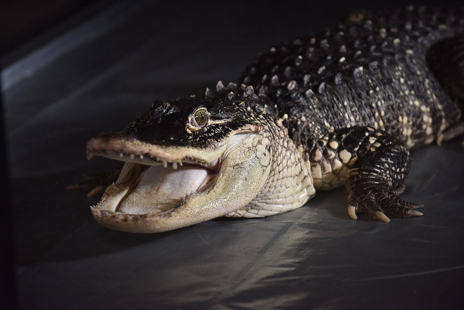 画像 25 あなたの番です 18話 謎の男 佐野 安藤政信 の正体に 可愛すぎる の声 怒涛の伏線回収 モデルプレス