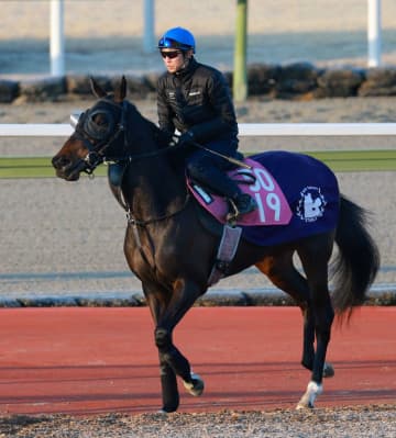【チューリップ賞】アランカール母子制覇で本番へ 鞍上に武豊迎え逆襲準備 母はオークス馬シンハライト
