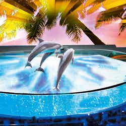 イルカトワイライトライブ×プロジェクションマッピング(イメージ)/画像提供:一般社団法人 日本イルミネーション協会