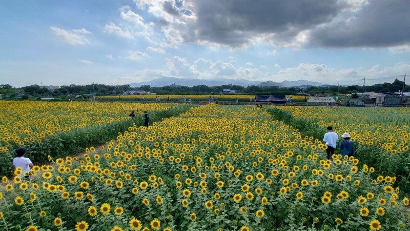 展望台からひまわり畑を見下ろします。高さが変わるだけでガラリと印象が変わりますね（2023年8月12日撮影）