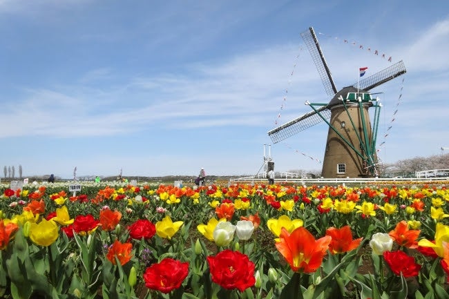 チューリップはこれからが見ごろ／画像提供：佐倉市役所産業振興課