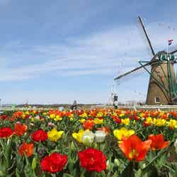 チューリップはこれからが見ごろ/画像提供:佐倉市役所産業振興課