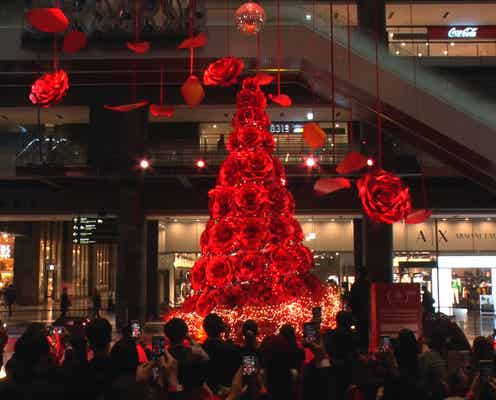 圧巻のバラにうっとり クリスマスイルミネーションの売れっ子デザイナーに密着