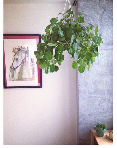 部屋のメインは観葉植物