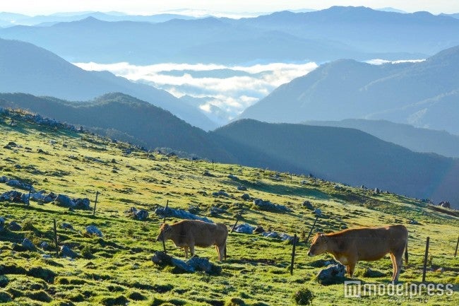 梼原町が“雲の上の町”といわれる象徴的な場所「四国カルスト」／画像提供：高知県庁