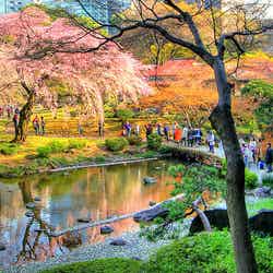 小石川後楽園/Photo by Kabacchi