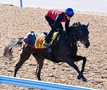 【ヴィクトリアM】ニシノティアモ 落ち着き見せ好気配 上原佑師「いい状態でレースを迎えられそう」