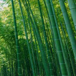 若竹の杜 若山農場/提供画像