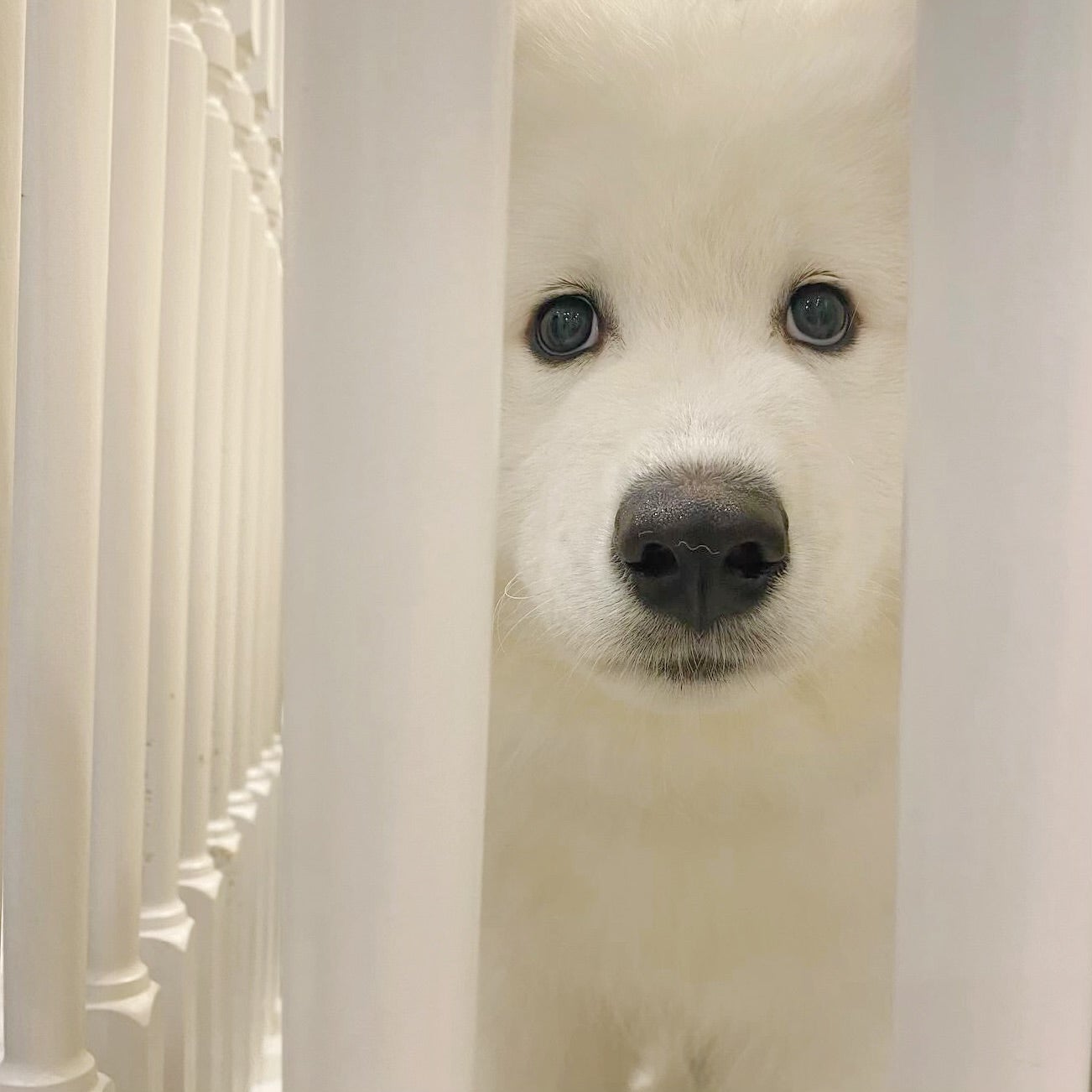 Samoyed Lounge moffu／提供画像