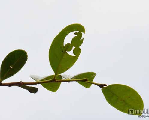 ディズニーランド、隠れミッキー全部知ってる?<トムソーヤ島編>